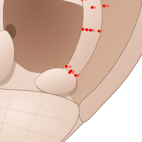 Location of acupuncture point AH01 (Cervical Vertebrae)