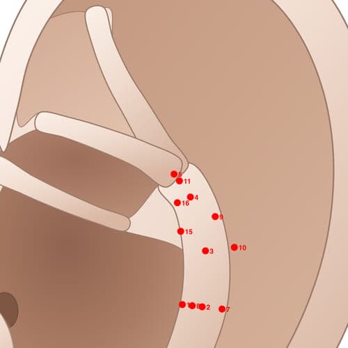 Location of acupuncture point AH05 (Coccyx)