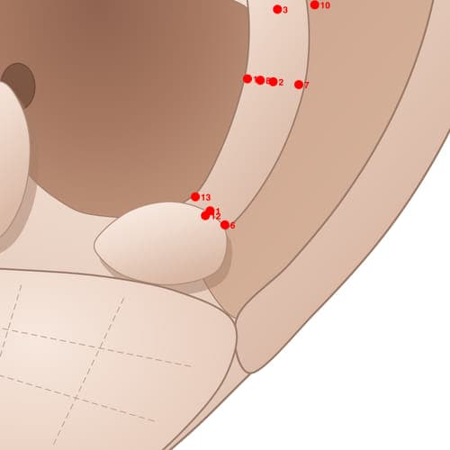 Location of acupuncture point AH06 (Upper Back Area)