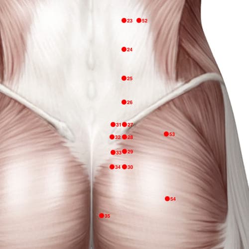 Location of acupuncture point BL27 (Small Intestine Shu Point)