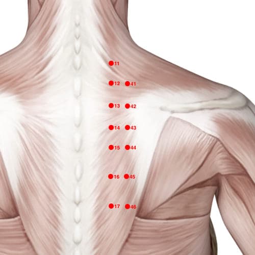 BL43 acupoint