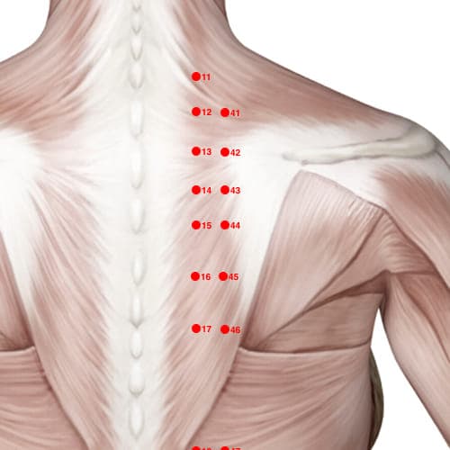 BL44 acupoint