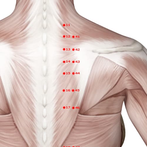 BL44 acupoint