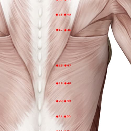 BL47 acupoint