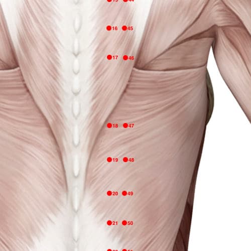 Location of acupuncture point BL47 (Ethereal Soul Gate)