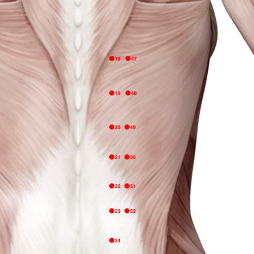BL49 acupoint