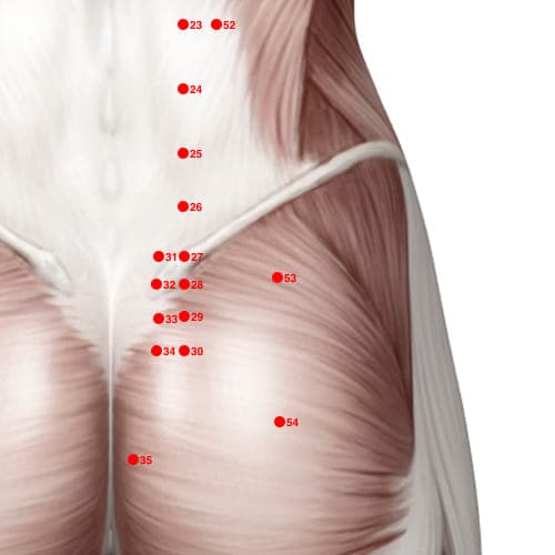BL53 acupoint