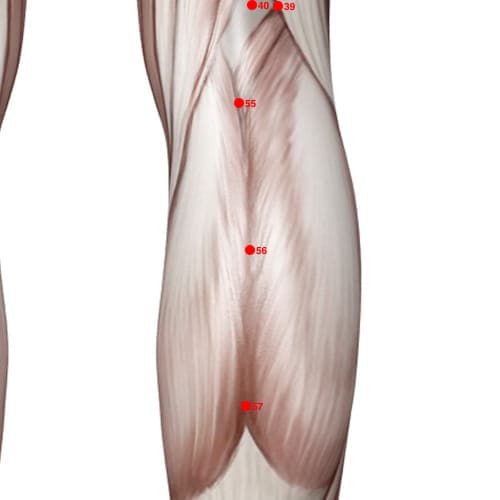 Location of acupuncture point BL56 (Sinew Support)