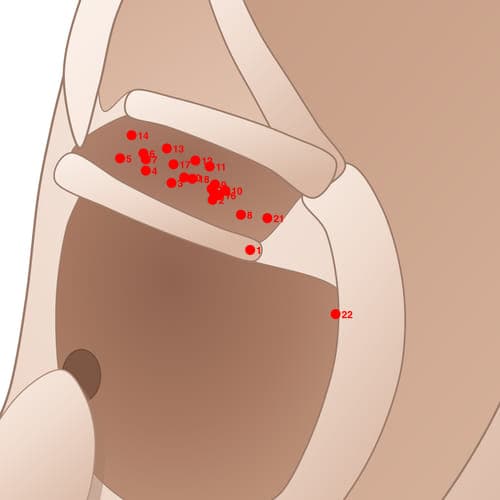 Location of acupuncture point CYC01 Wei (Stomach)
