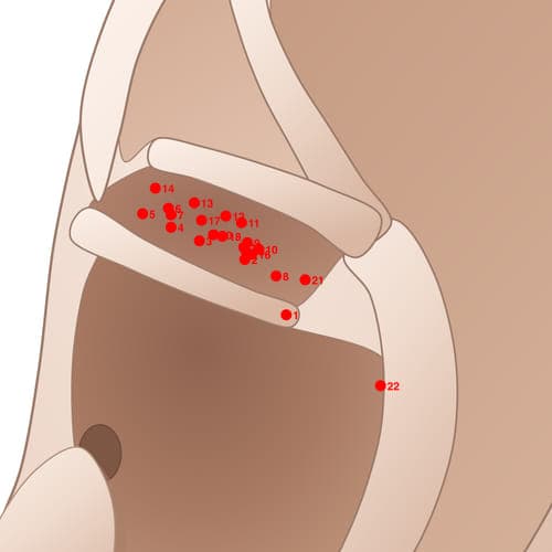 Location of acupuncture point CYC08 (Liver)