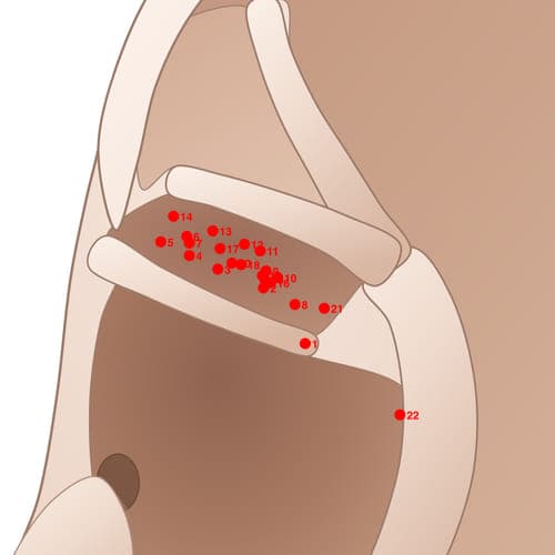 Location of acupuncture point CYC10 (Gallbladder)