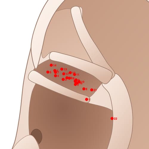 Location of acupuncture point CYC11 (Kidney)