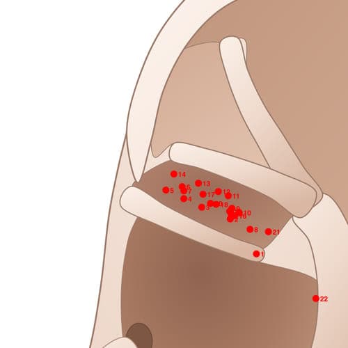 Location of acupuncture point CYC14 (Internal Urethra (Female) / Prostate (Male))