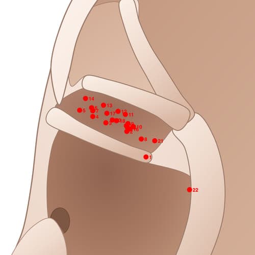 Location of acupuncture point CYC15 (Diabetes)