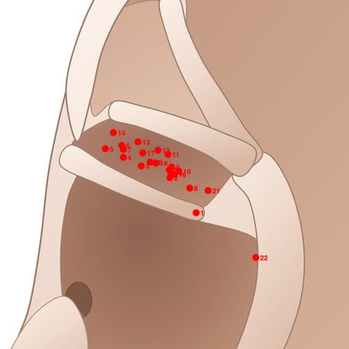 Location of acupuncture point CYC16 (Bile Duct)
