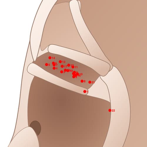 Location of acupuncture point CYC19 Fushuidian(lishuidian) (Ascites Point)