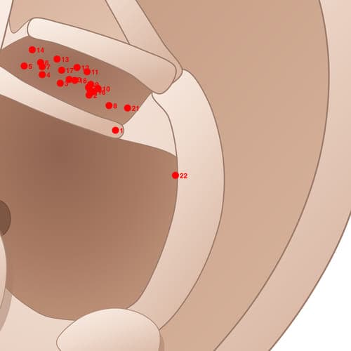 Location of acupuncture point CYC22 (Rib Rim)