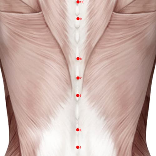 Location of acupuncture point GV07 (Central Pivot)