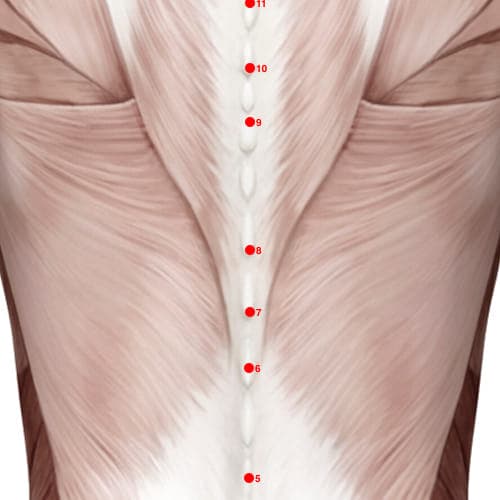 Location of acupuncture point GV08 (Sinew Contraction)
