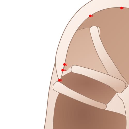 Location of acupuncture point HX03 (Urethra)