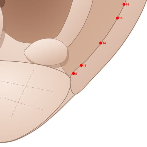 Location of acupuncture point HX05 Waijiaogan (External Sympathetic)