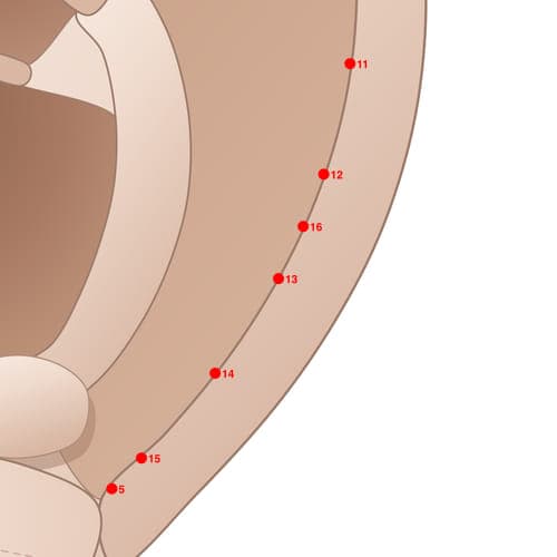 Location of acupuncture point HX13 Erlun4 (Helix 4)