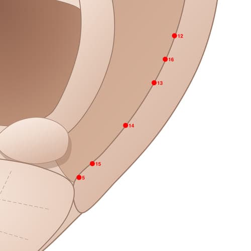Location of acupuncture point HX14 Erlun5 (Helix 5)