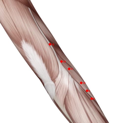 Location of acupuncture point LI12 (Elbow Bone Hole)