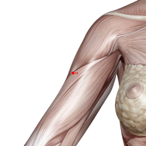 Location of acupuncture point LI14 (Upper Arm Prominence)