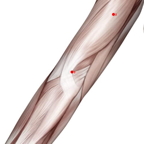 Location of acupuncture point PC03 (Marsh At The Bend)