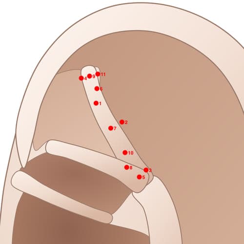 Location of acupuncture point SAC02 (Calf)
