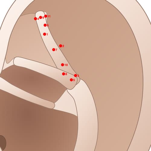 Location of acupuncture point SAC03 (External Knee)