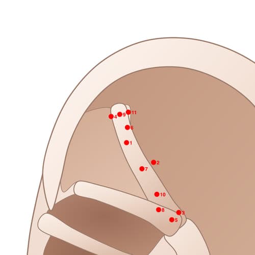 Location of acupuncture point SAC06 (Instep)