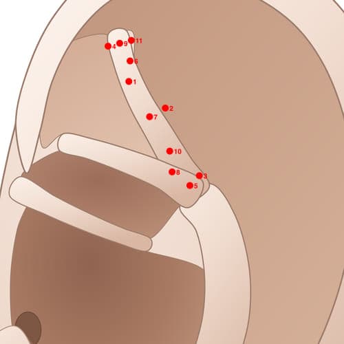 Location of acupuncture point SAC08 (Popliteal Fossa)
