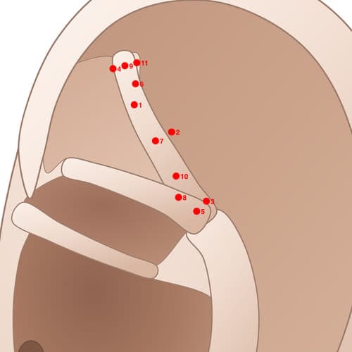 Location of acupuncture point SAC10 Datuijirou (Thigh Muscles)