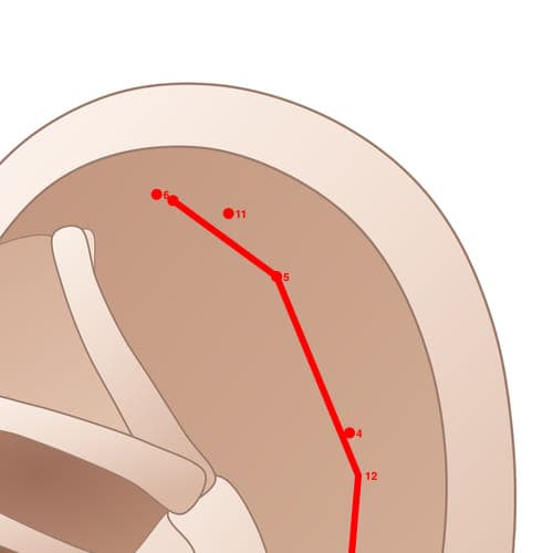 Location of acupuncture point SC05 (Wrist)