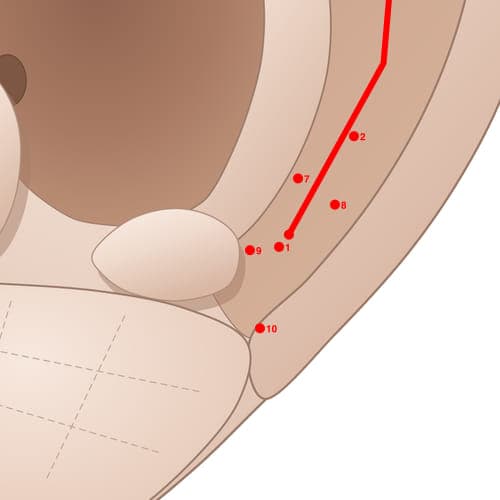 Location of acupuncture point SC09 (Large Auricular Nerve)