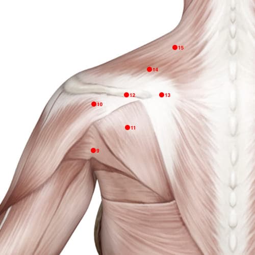 Location of acupuncture point SI11 (Heavenly Gathering)