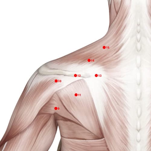 Location of acupuncture point SI12 (Grasping The Wind)