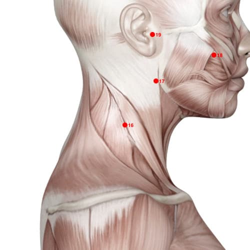 Location of acupuncture point SI16 (Celestial Windows)
