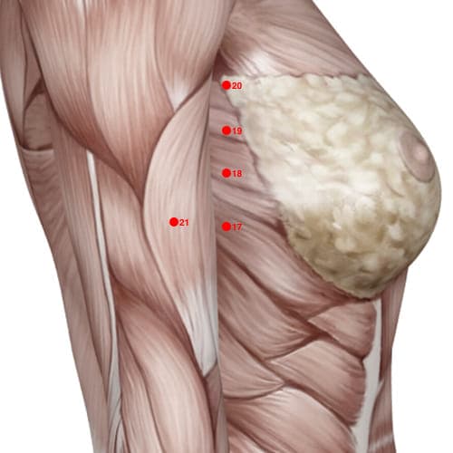 Location of acupuncture point SP17 (Food Cavity)