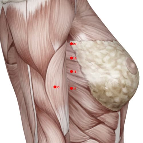 Location of acupuncture point SP18 (Celestial Cleft)