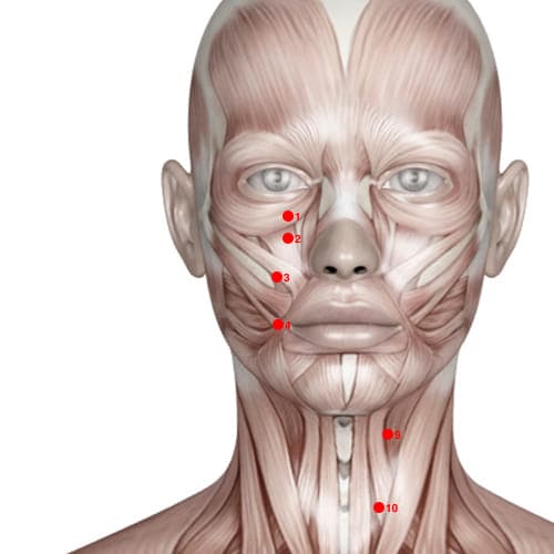 Location of acupuncture point ST03 (Great Bone Hole)
