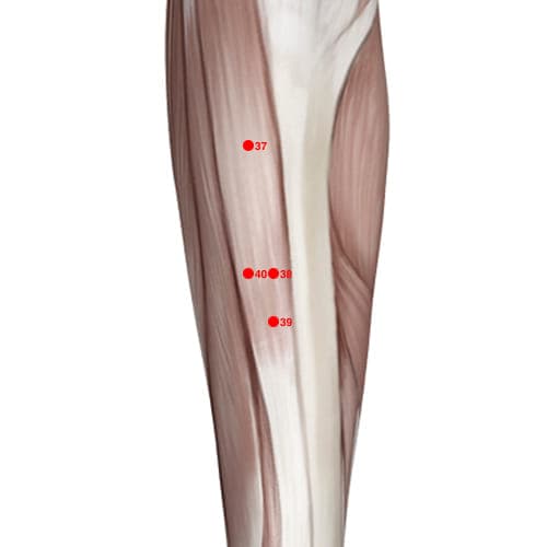 ST38 acupoint