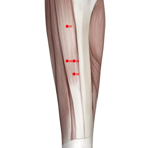 ST39 acupoint