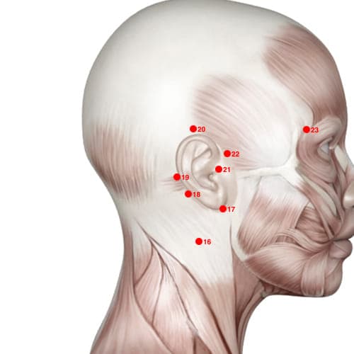 Location of acupuncture point TB19 (Skull Rest)