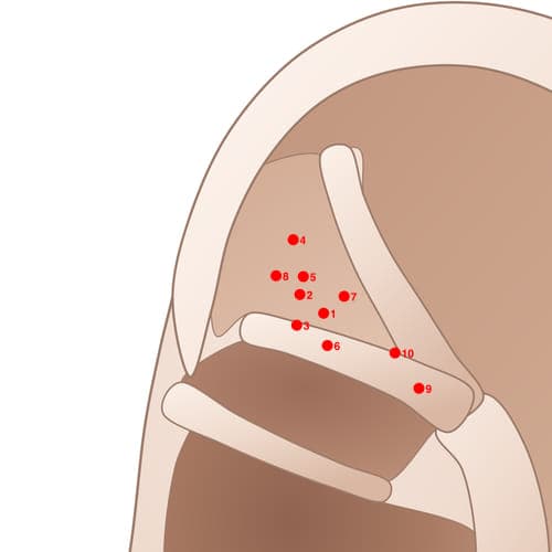 Location of acupuncture point TF08 (Uterus (Female) / Male Internal Genital (Male))
