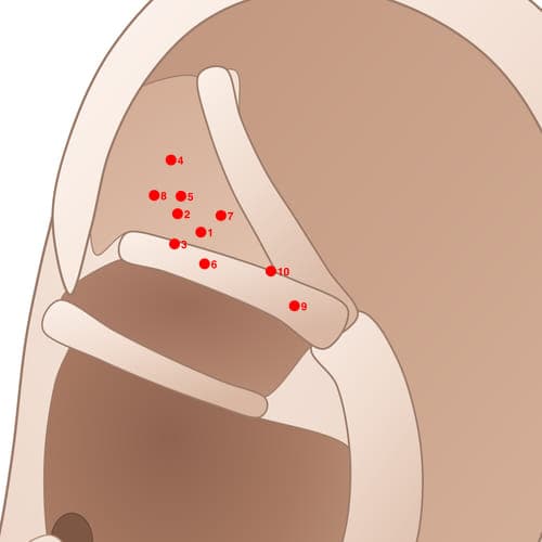 Location of acupuncture point TF10 (Shenmen)