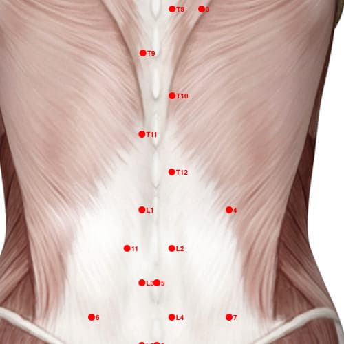 Location of acupuncture point XB02T12 (Hua Tuo's Para-Vertebral Point - T1)