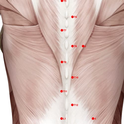 Location of acupuncture point XB02T9 (Hua Tuo's Para-Vertebral Point - T9)